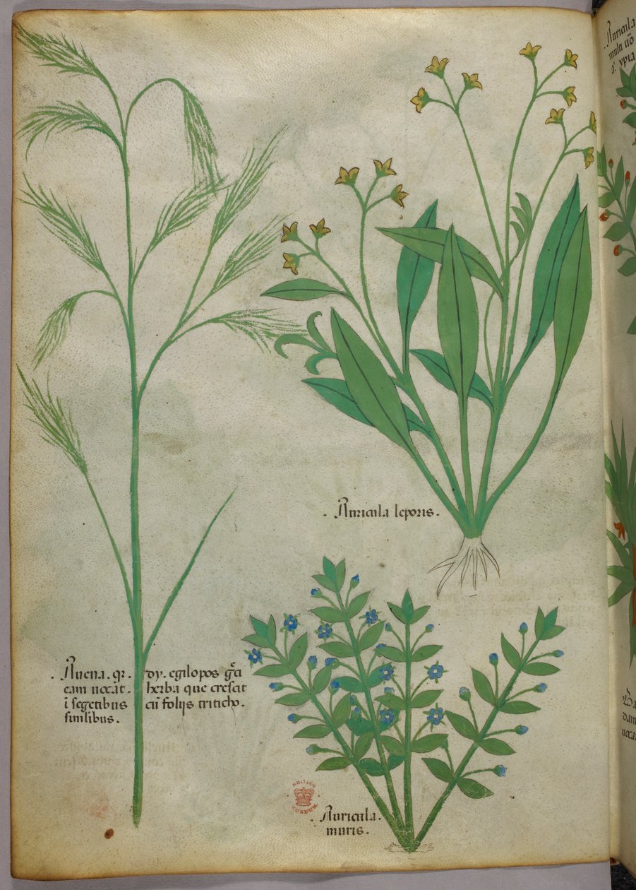 Illustrazione botanica, 1440 circa (inchiostro e colore su pergamena) da Italian School