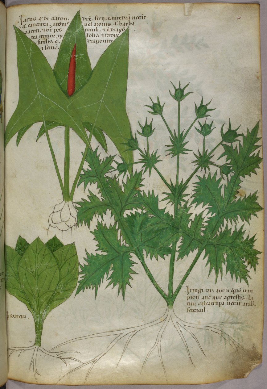 Illustrazione botanica, 1440 circa (inchiostro e colore su pergamena) da Italian School