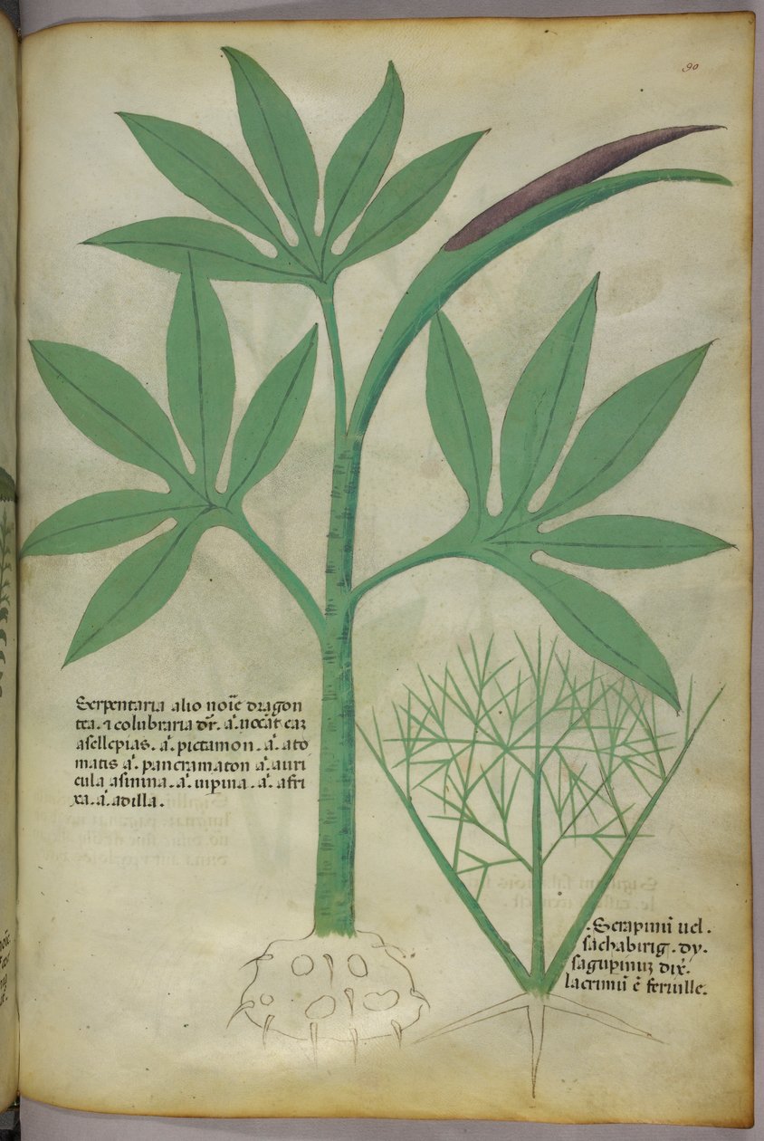 Illustrazione botanica, 1440 circa (inchiostro e colore su pergamena) da Italian School
