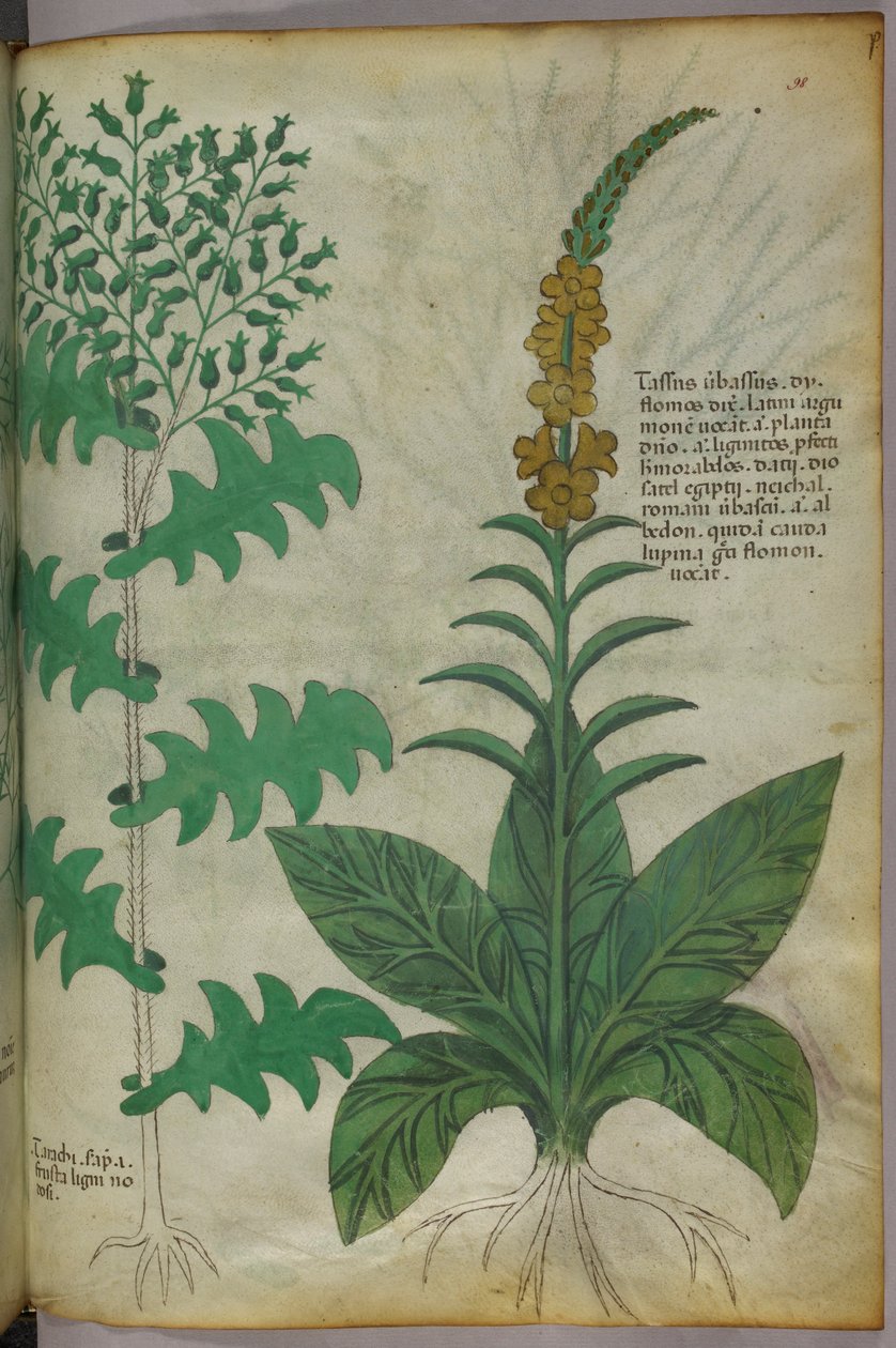 Illustrazione botanica, 1440 circa (inchiostro e colore su pergamena) da Italian School