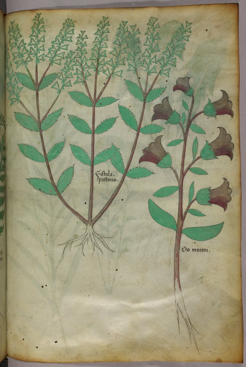 Illustrazione botanica, 1440 circa (inchiostro e colore su pergamena) da Italian School