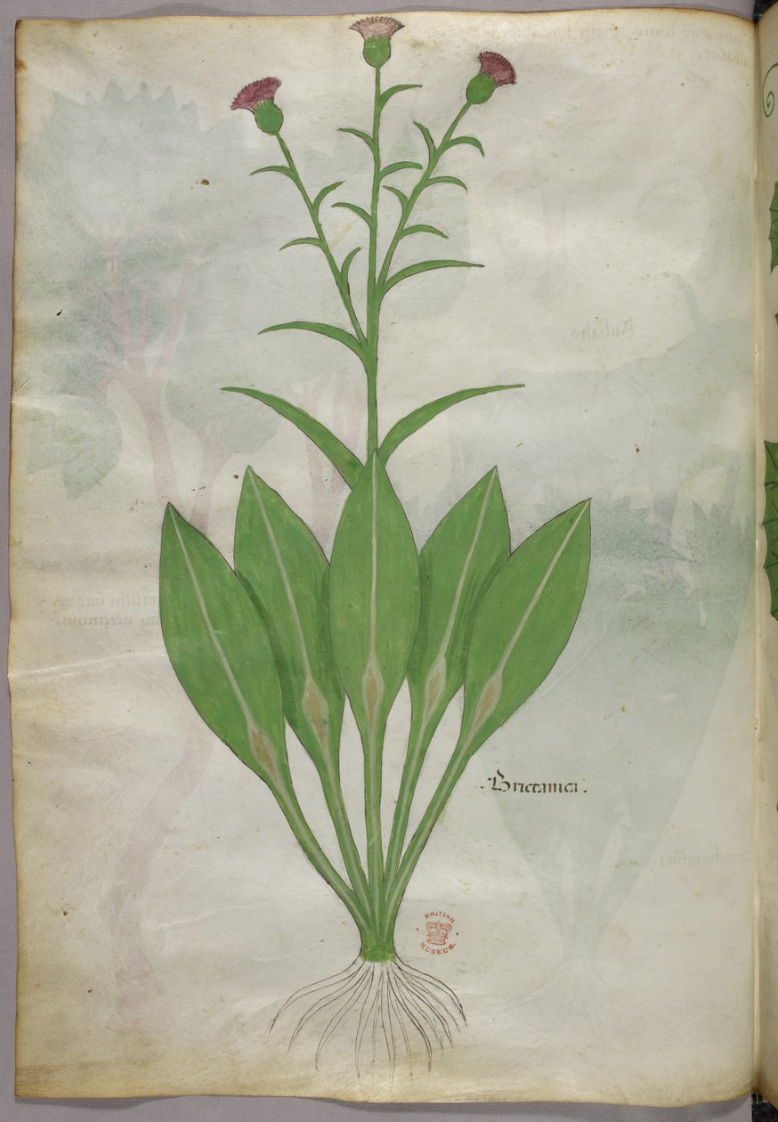 Illustrazione botanica, 1440 circa (inchiostro e colore su pergamena) da Italian School