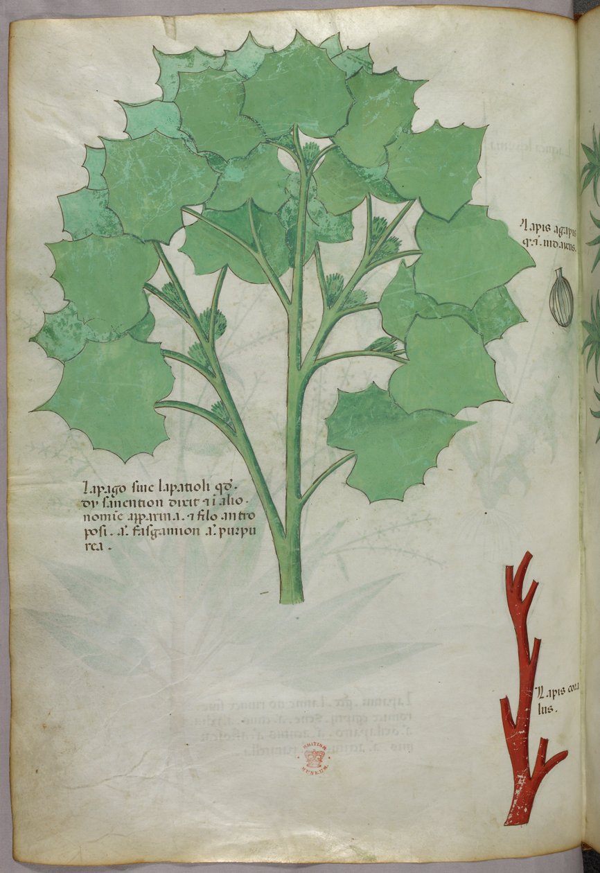 Illustrazione botanica, 1440 circa (inchiostro e colore su pergamena) da Italian School