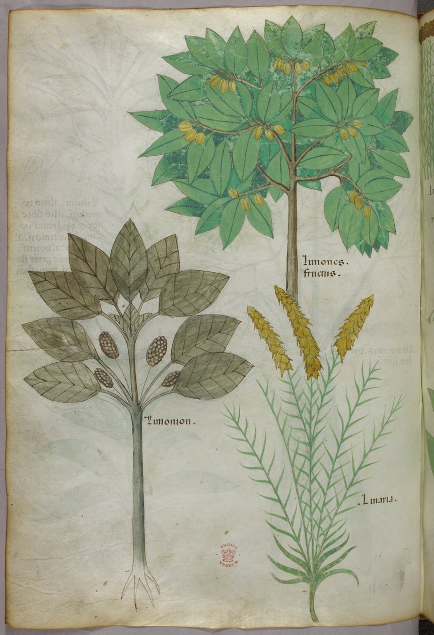 Illustrazione botanica, 1440 circa (inchiostro e colore su pergamena) da Italian School