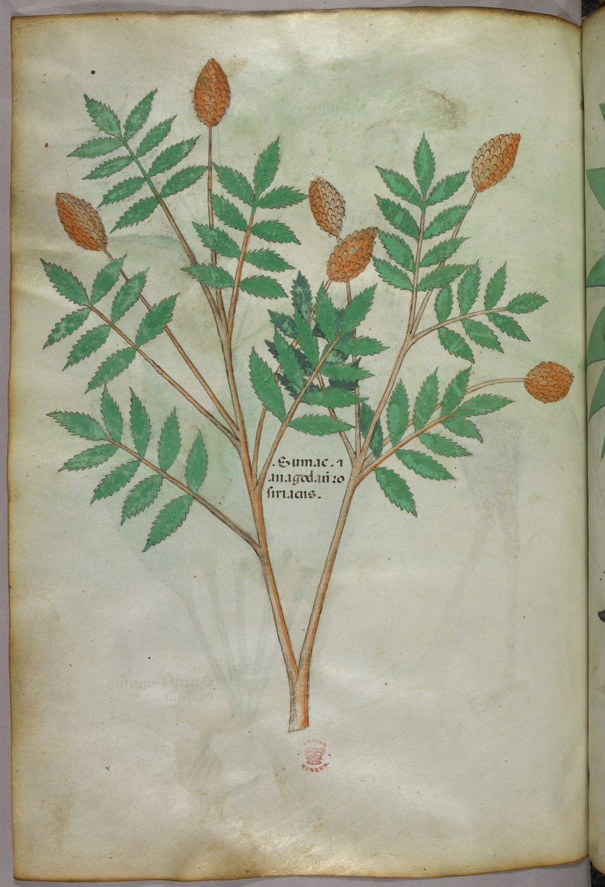 Illustrazione botanica, 1440 circa (inchiostro e colore su pergamena) da Italian School
