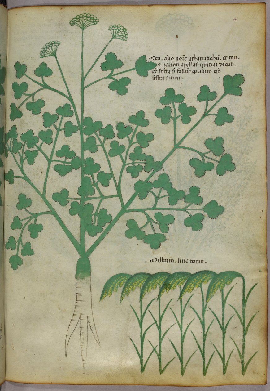 Illustrazione botanica, 1440 circa (inchiostro e colore su pergamena) da Italian School