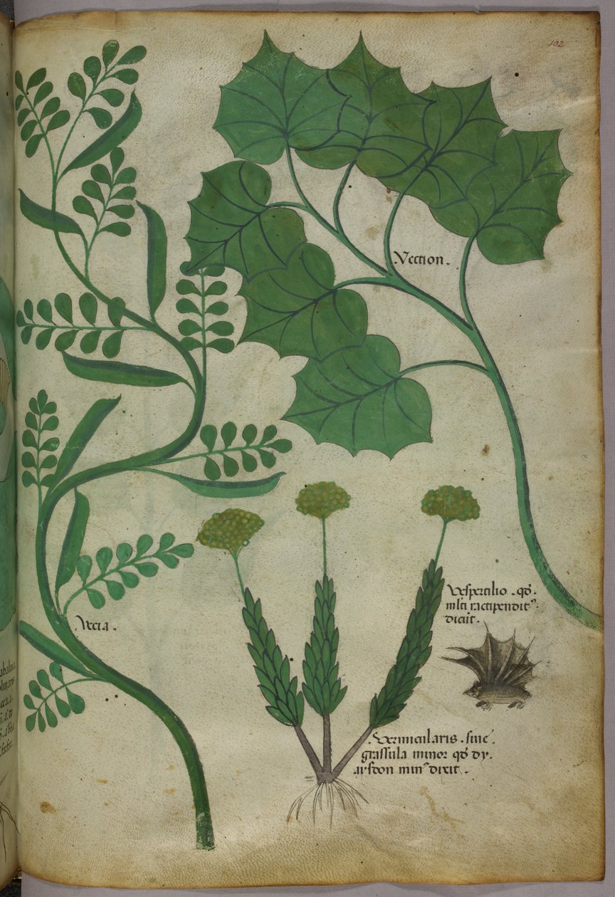 Illustrazione botanica, 1440 circa (inchiostro e colore su pergamena) da Italian School