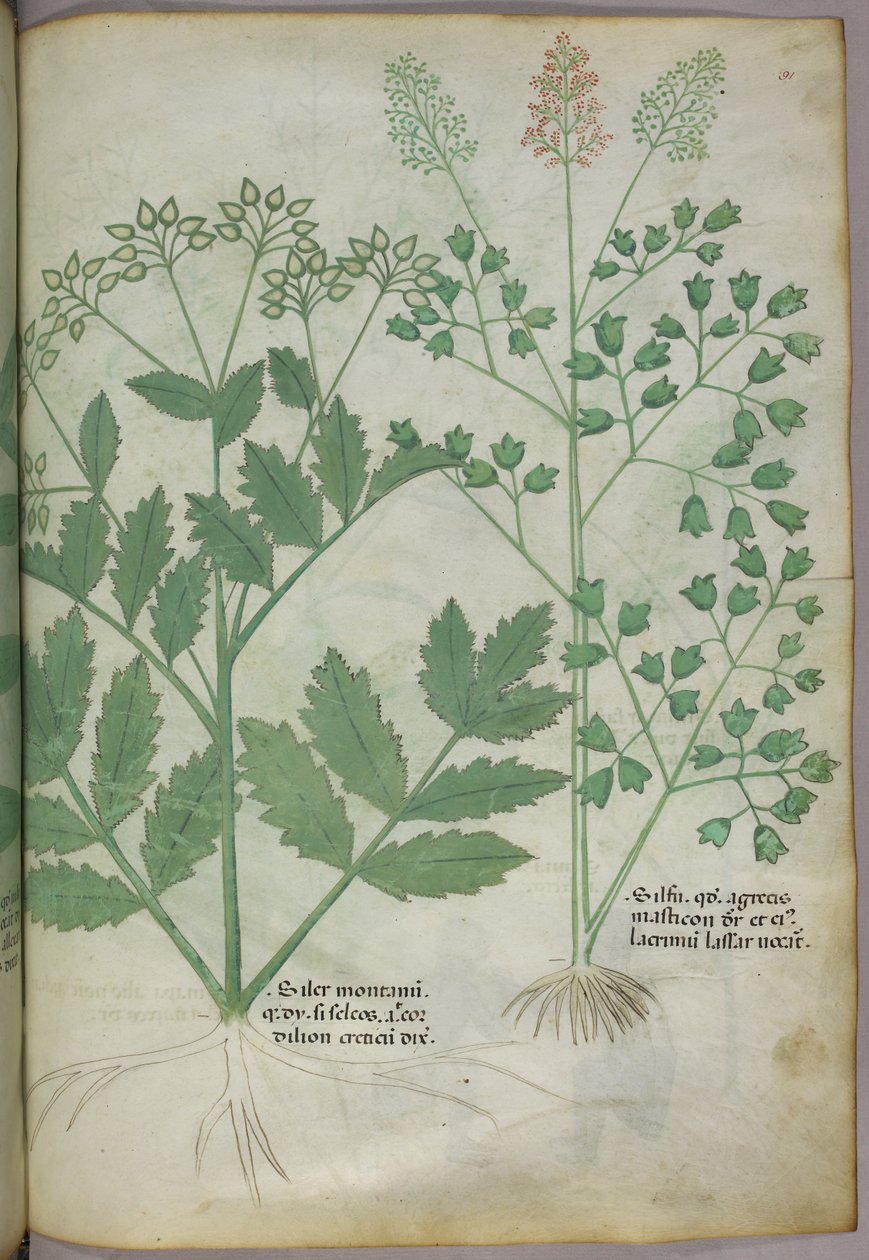 Illustrazione botanica, 1440 circa (inchiostro e colore su pergamena) da Italian School