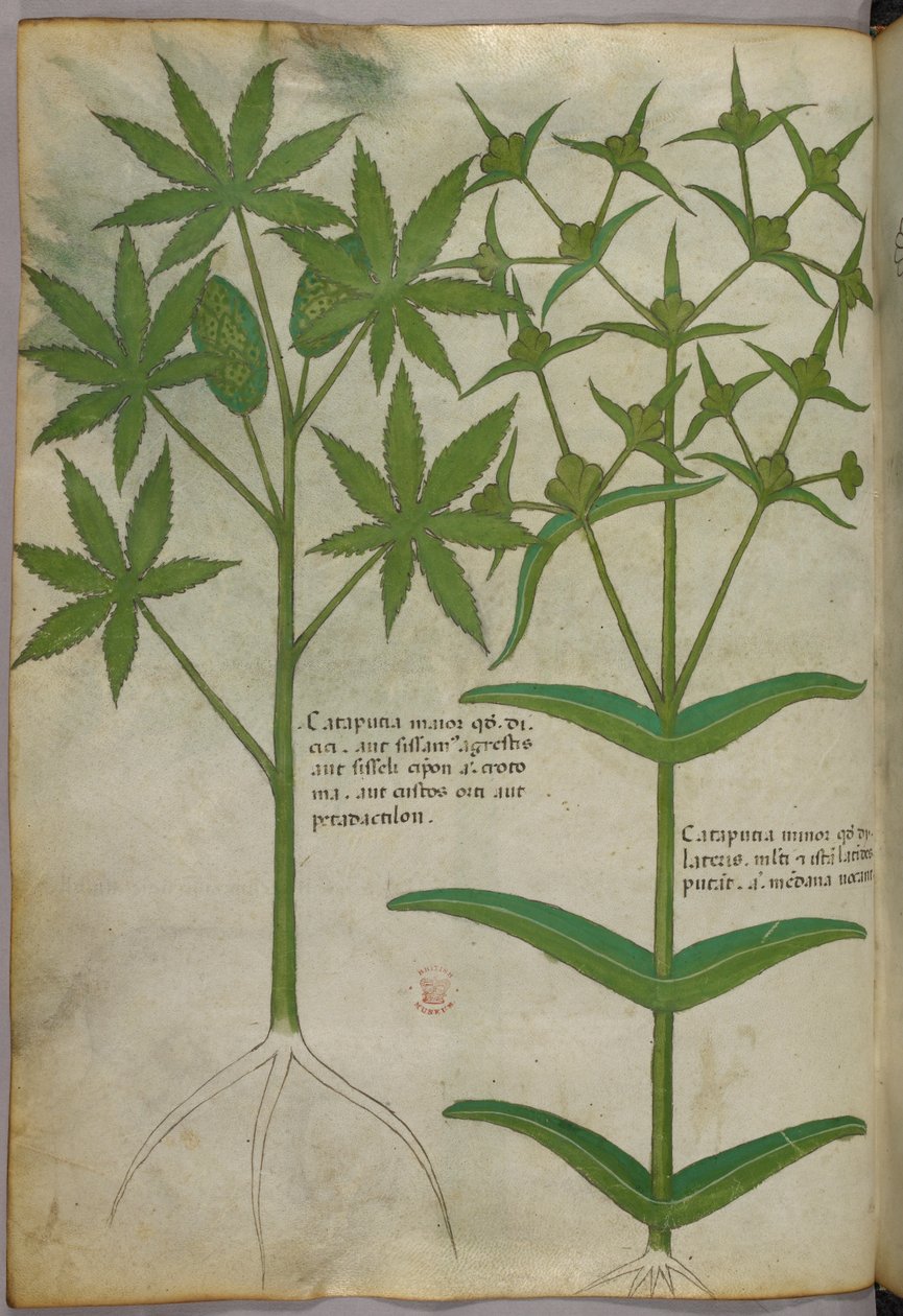 Illustrazione botanica, 1440 circa (inchiostro e colore su pergamena) da Italian School