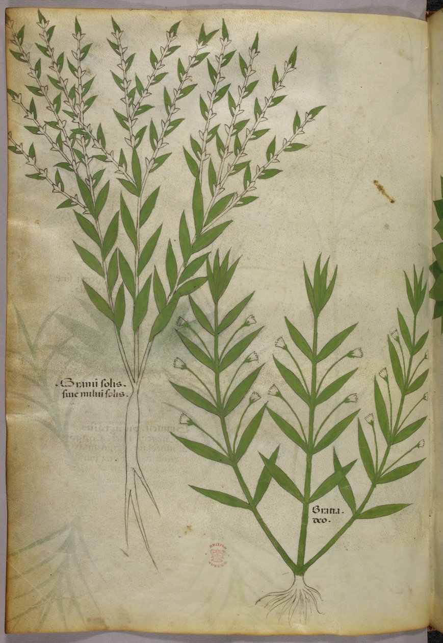 Illustrazione botanica, 1440 circa (inchiostro e colore su pergamena) da Italian School