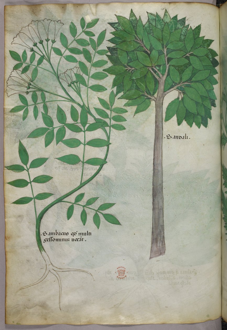Illustrazione botanica, 1440 circa (inchiostro e colore su pergamena) da Italian School