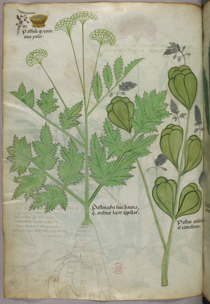Illustrazione botanica, 1440 circa (inchiostro e colore su pergamena) da Italian School