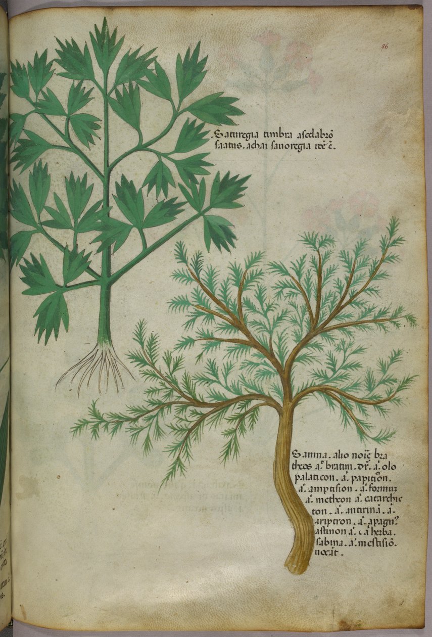 Illustrazione botanica, 1440 circa (inchiostro e colore su pergamena) da Italian School