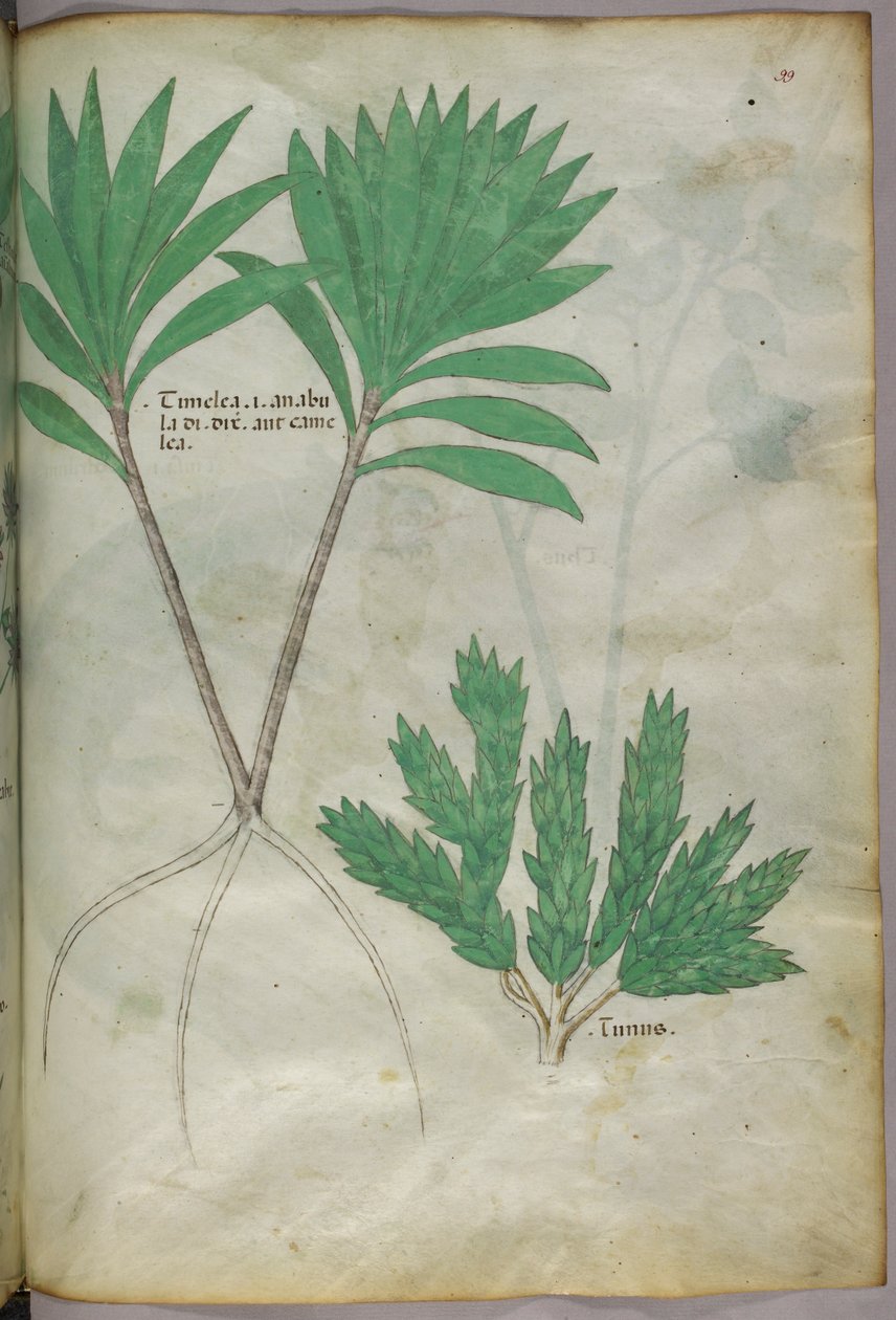 Illustrazione botanica, 1440 circa (inchiostro e colore su pergamena) da Italian School