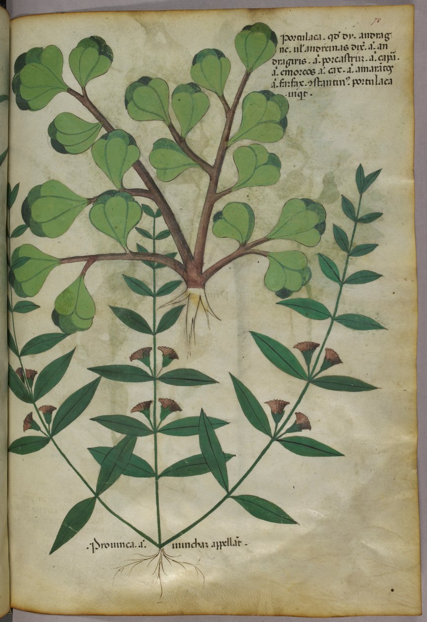 Illustrazione botanica, 1440 circa (inchiostro e colore su pergamena) da Italian School