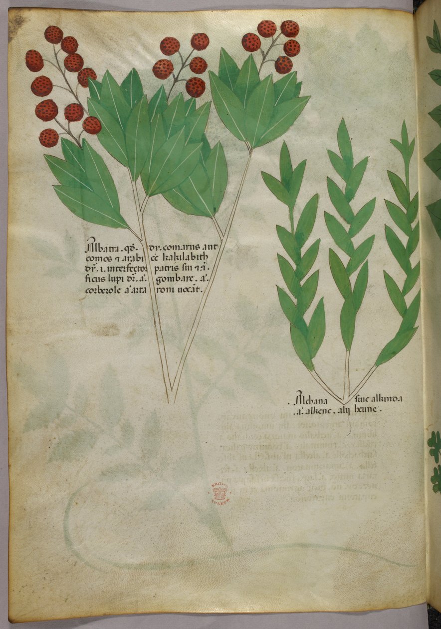 Illustrazione botanica, 1440 circa (inchiostro e colore su pergamena) da Italian School
