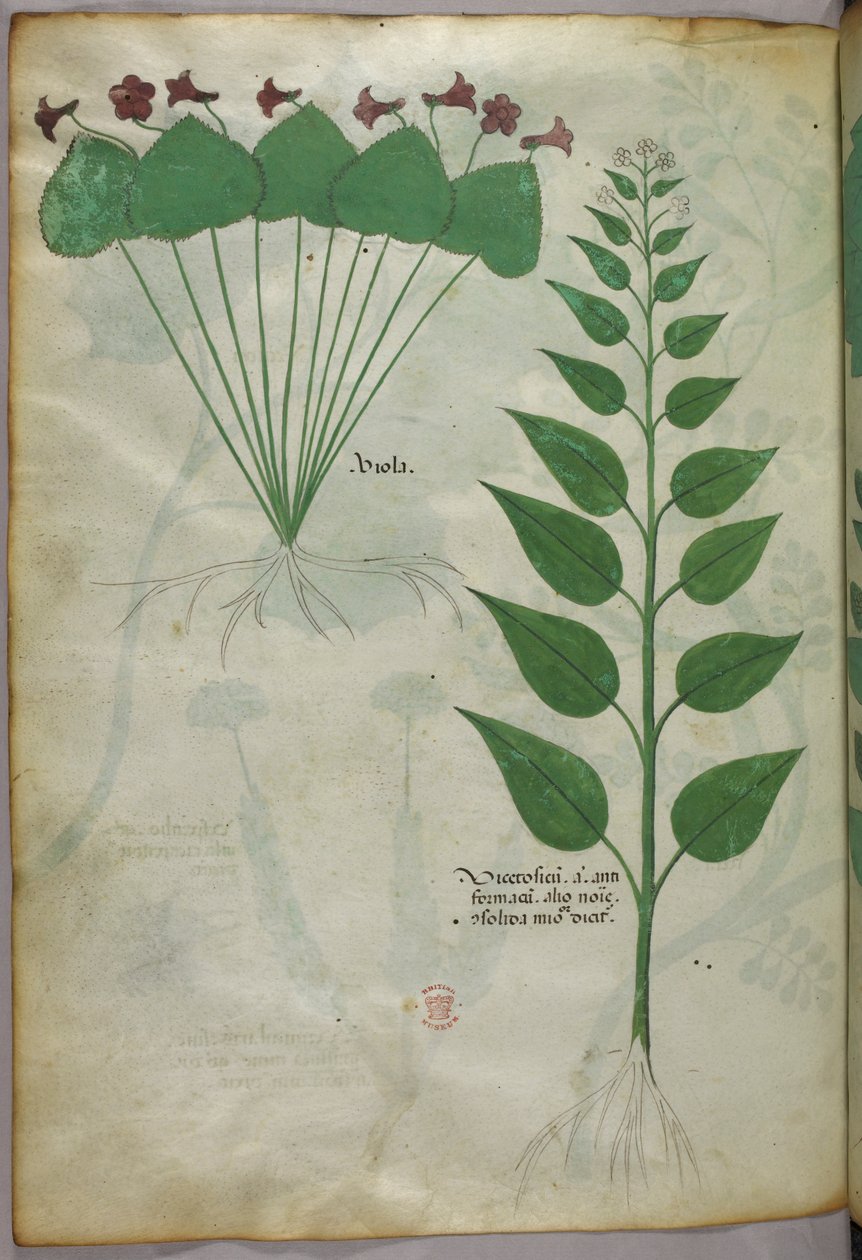 Illustrazione botanica, 1440 circa (inchiostro e colore su pergamena) da Italian School