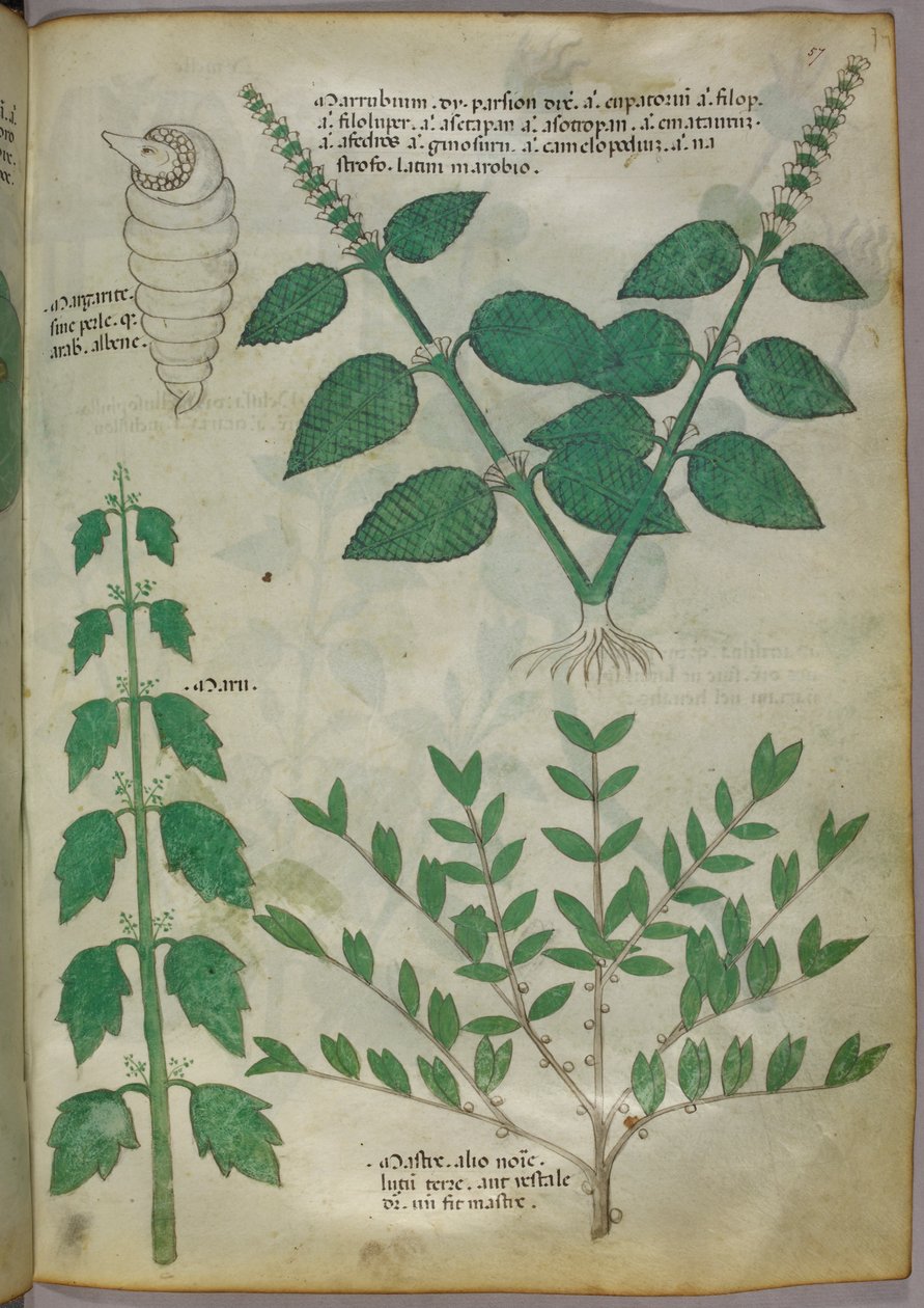 Illustrazione botanica, 1440 circa (inchiostro e colore su pergamena) da Italian School