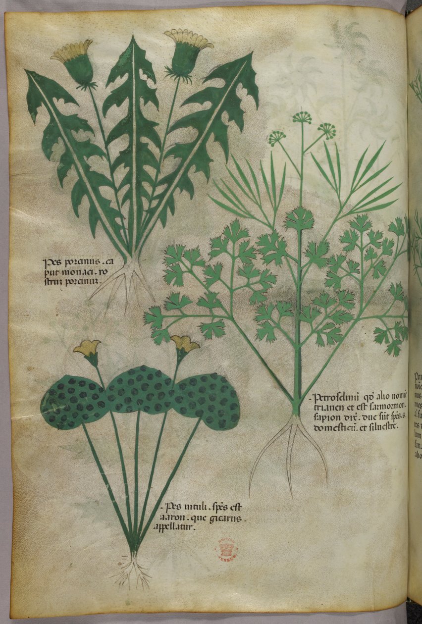 Illustrazione botanica, 1440 circa (inchiostro e colore su pergamena) da Italian School