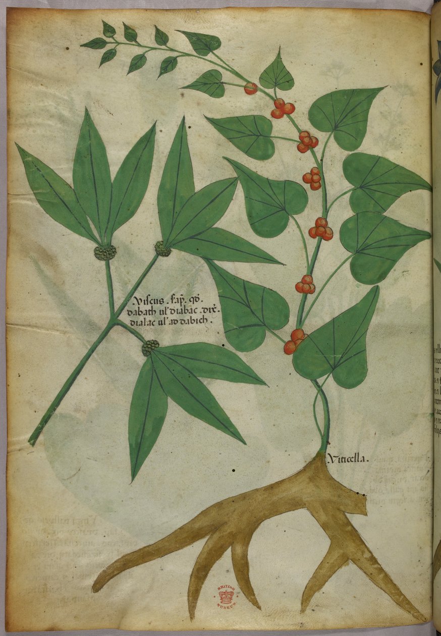 Illustrazione botanica, 1440 circa (inchiostro e colore su pergamena) da Italian School