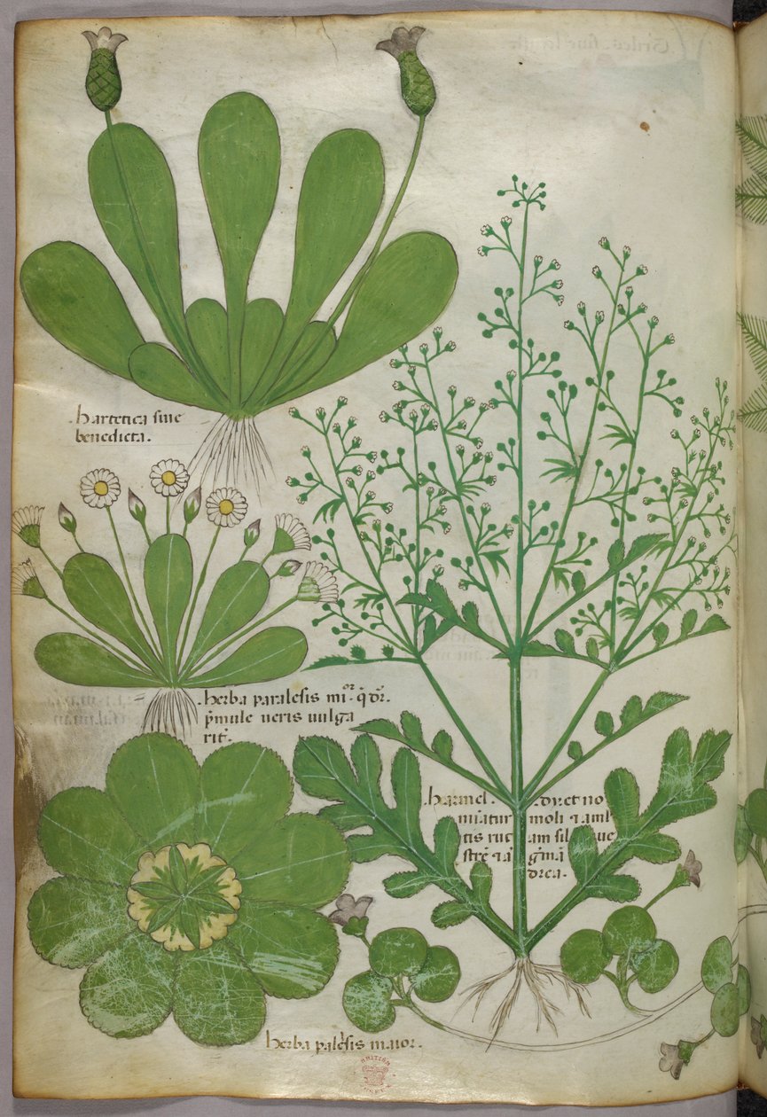 Illustrazione botanica, 1440 circa (inchiostro e colore su pergamena) da Italian School