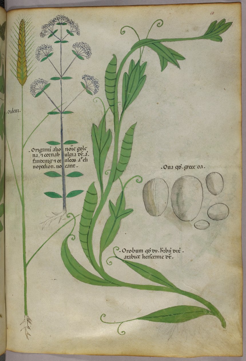 Illustrazione botanica, 1440 circa (inchiostro e colore su pergamena) da Italian School
