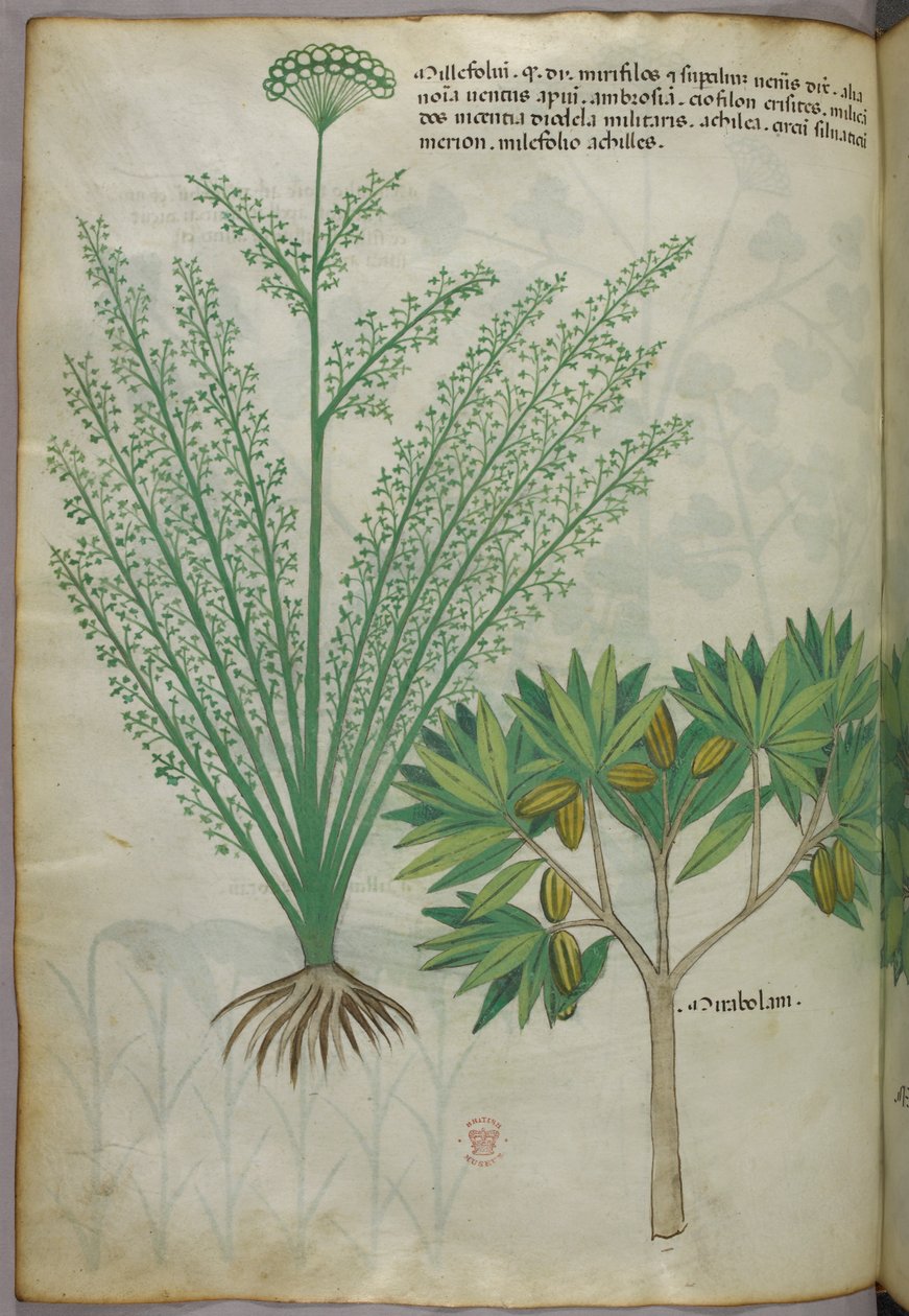 Illustrazione botanica, 1440 circa (inchiostro e colore su pergamena) da Italian School