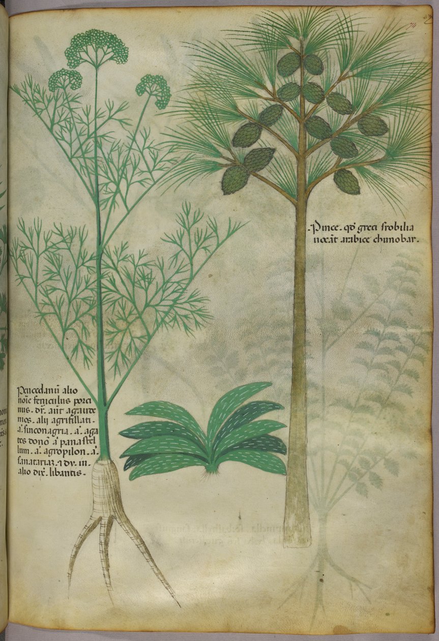 Illustrazione botanica, 1440 circa (inchiostro e colore su pergamena) da Italian School