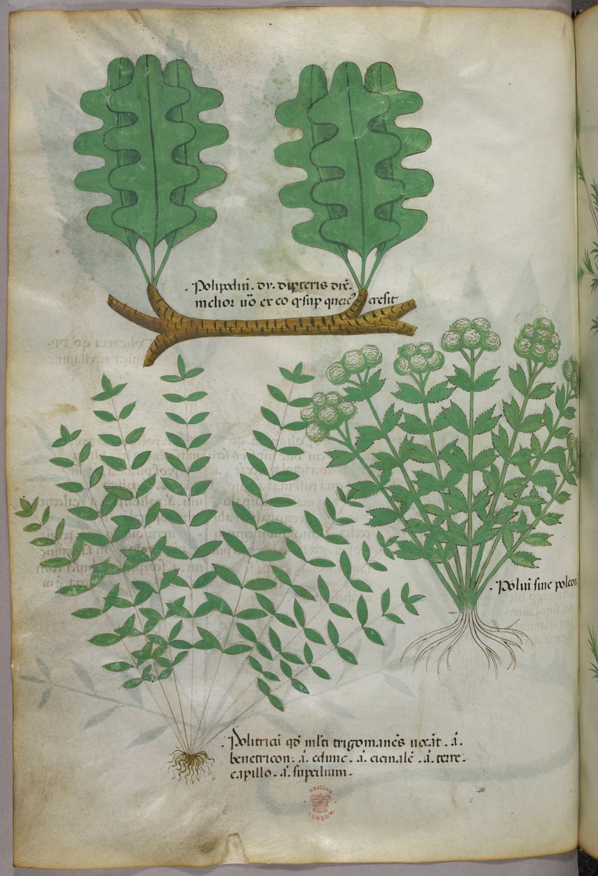 Illustrazione botanica, 1440 circa (inchiostro e colore su pergamena) da Italian School