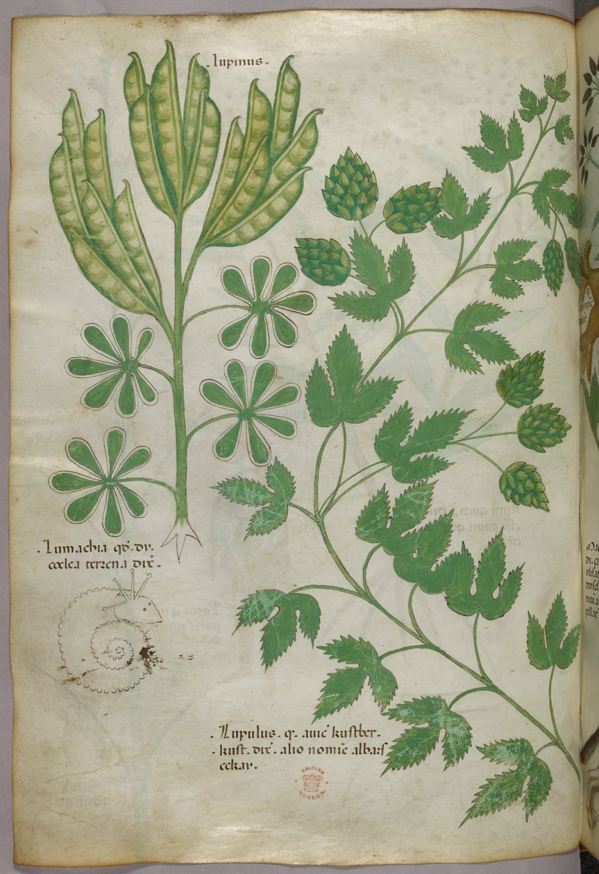 Illustrazione botanica, 1440 circa (inchiostro e colore su pergamena) da Italian School