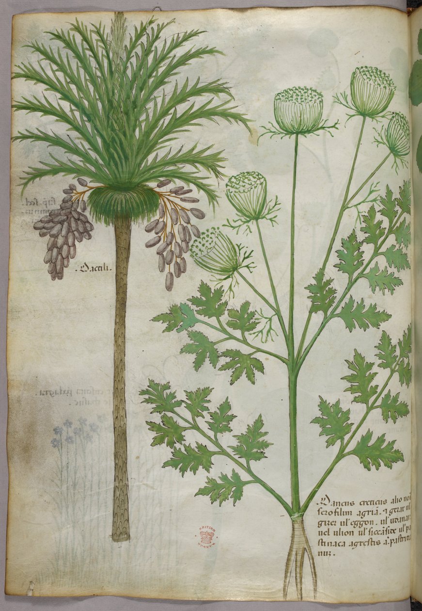Illustrazione botanica, 1440 circa (inchiostro e colore su pergamena) da Italian School