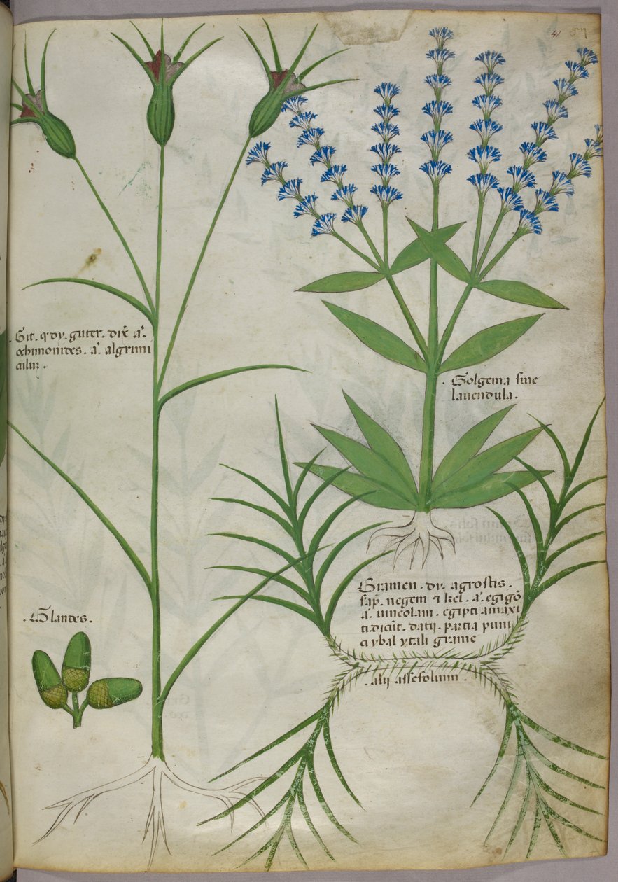 Illustrazione botanica, 1440 circa (pergamena), 1440 circa (inchiostro e colore su pergamena) da Italian School