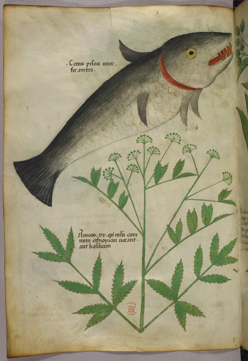 Illustrazione botanica di una pianta e di un pesce, 1440 circa (inchiostro e colore su pergamena) da Italian School