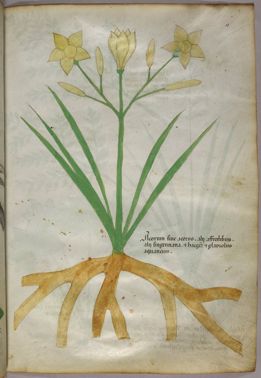 Illustrazione botanica di una pianta, 1440 circa (inchiostro e colore su pergamena) da Italian School