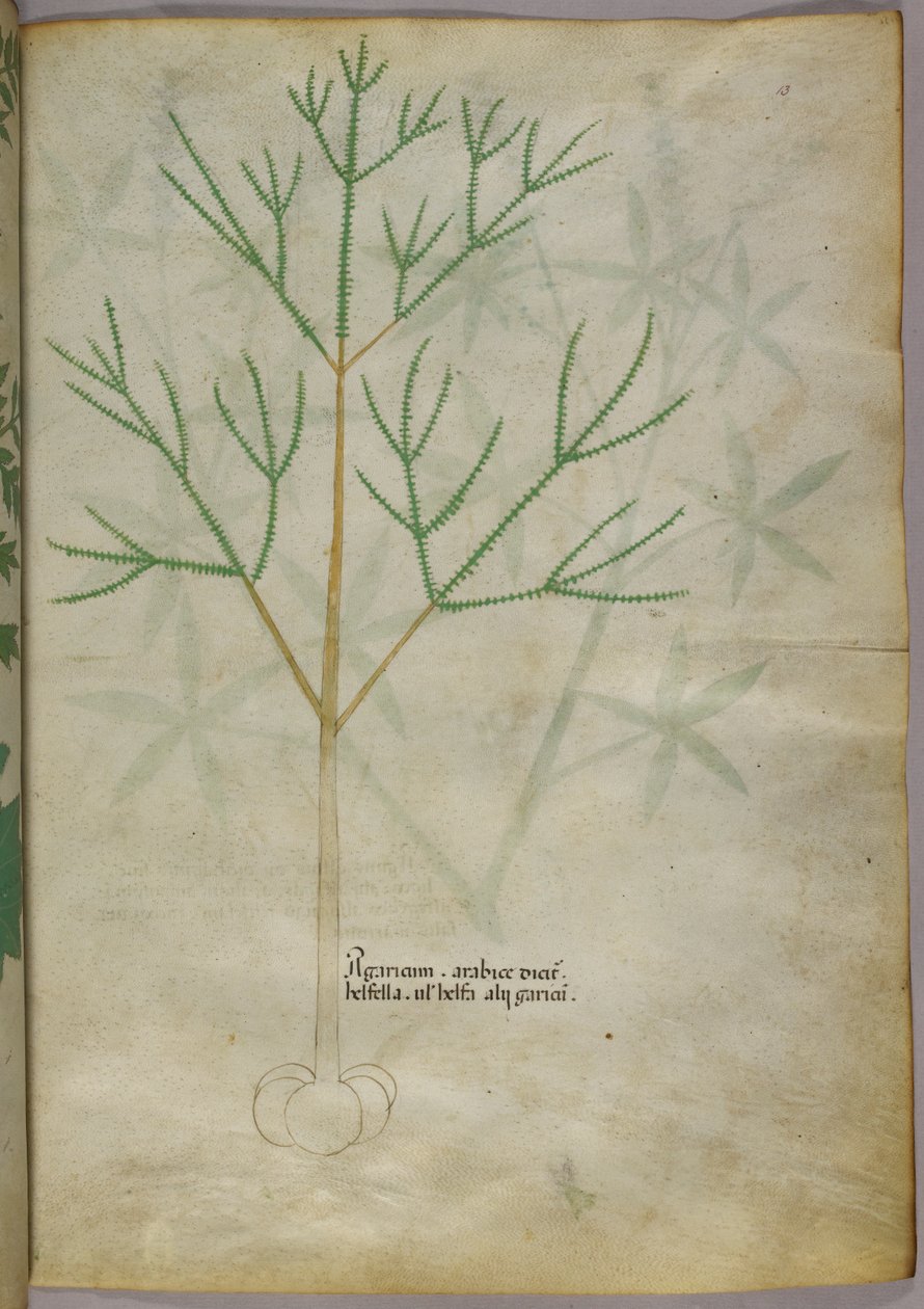Illustrazione botanica di una pianta, 1440 circa (inchiostro e colore su pergamena) da Italian School