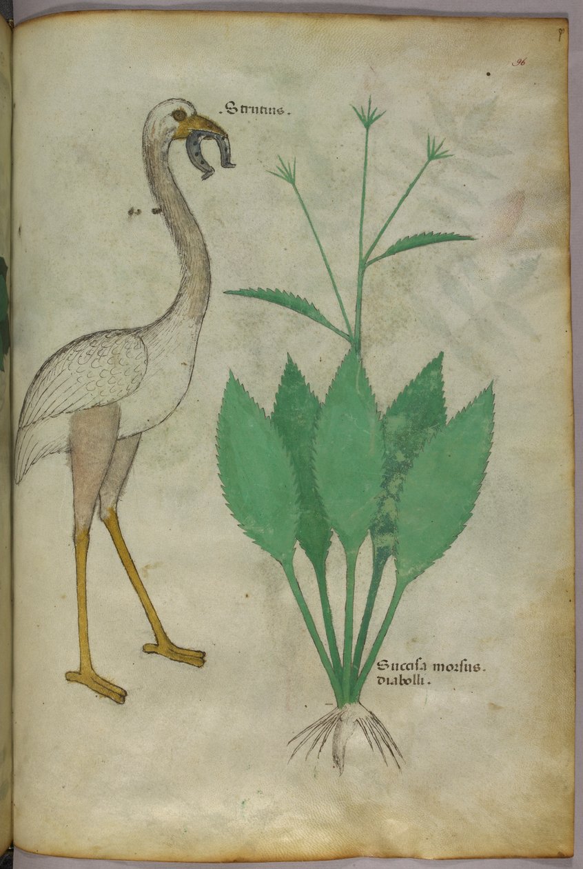 Illustrazione botanica di una pianta con un uccello simile a un fenicottero, 1440 circa (inchiostro e colore su pergamena) da Italian School
