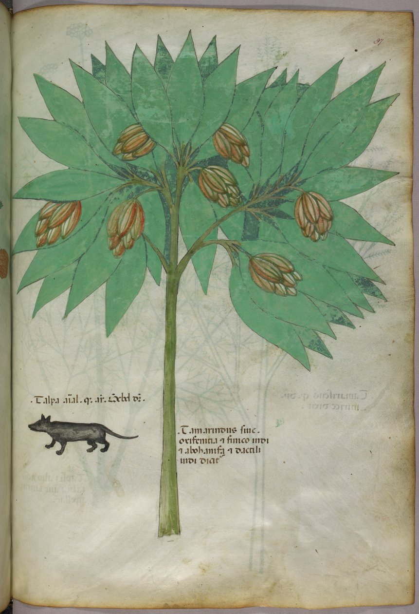Illustrazione botanica di una pianta con un animale, 1440 circa (inchiostro e colore su pergamena) da Italian School