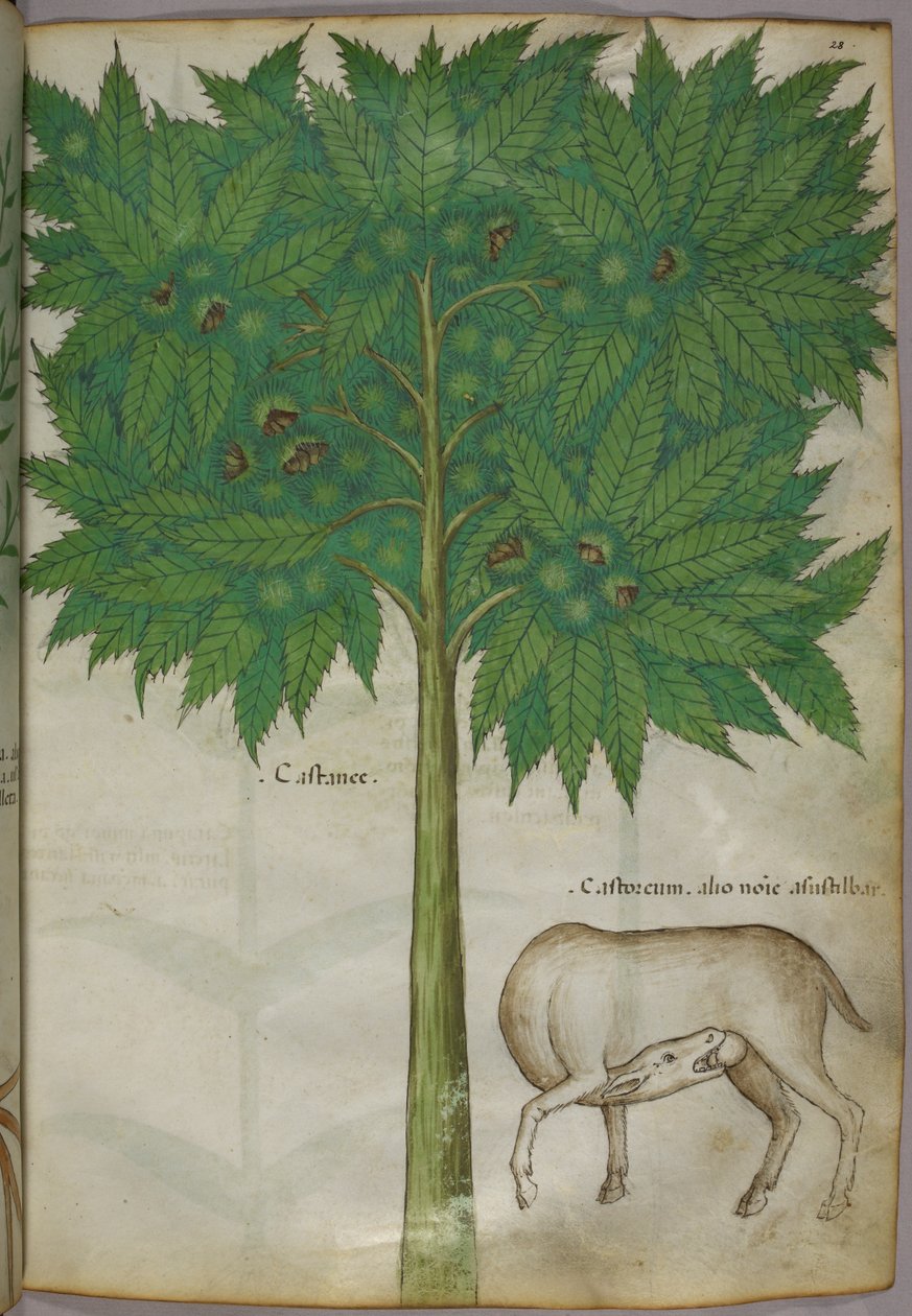 Illustrazione botanica di un albero e di un animale, 1440 circa (inchiostro e colore su pergamena) da Italian School