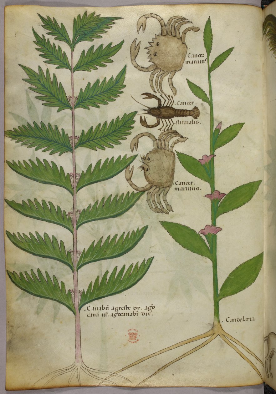 Illustrazione botanica di granchi e uno scorpione, 1440 circa (inchiostro e colore su pergamena) da Italian School
