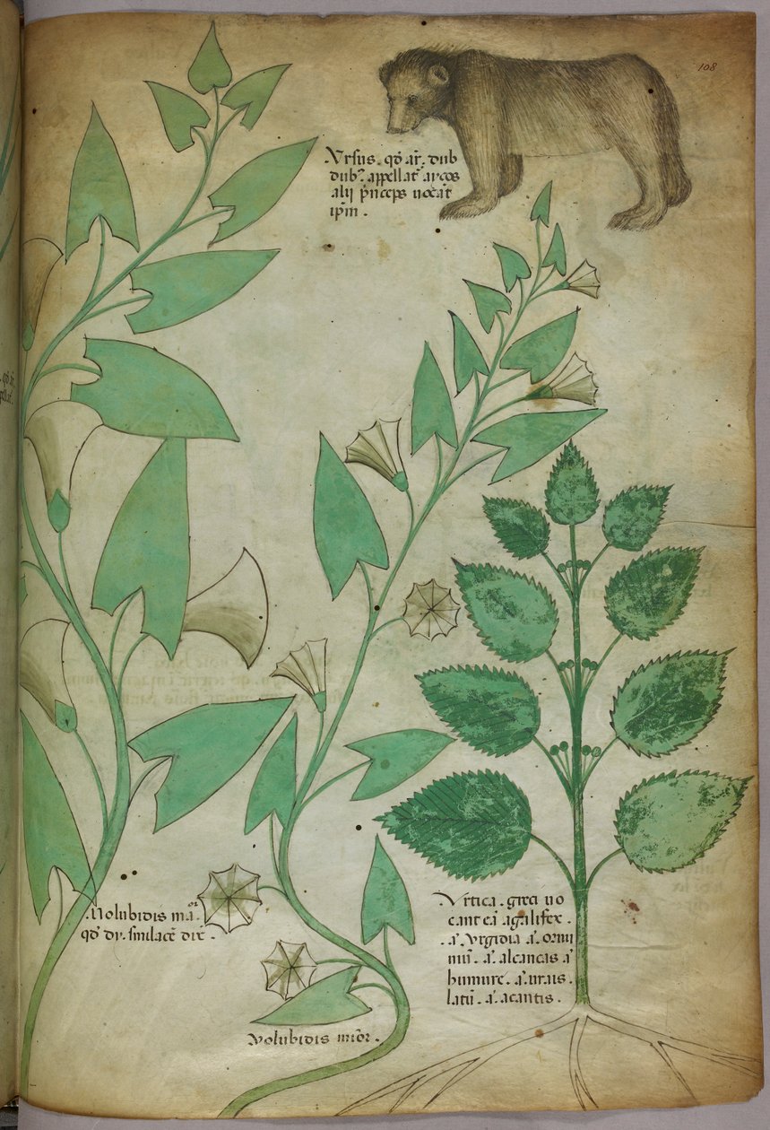 Illustrazione botanica di una pianta con un orso, 1440 circa (inchiostro e colore su pergamena) da Italian School