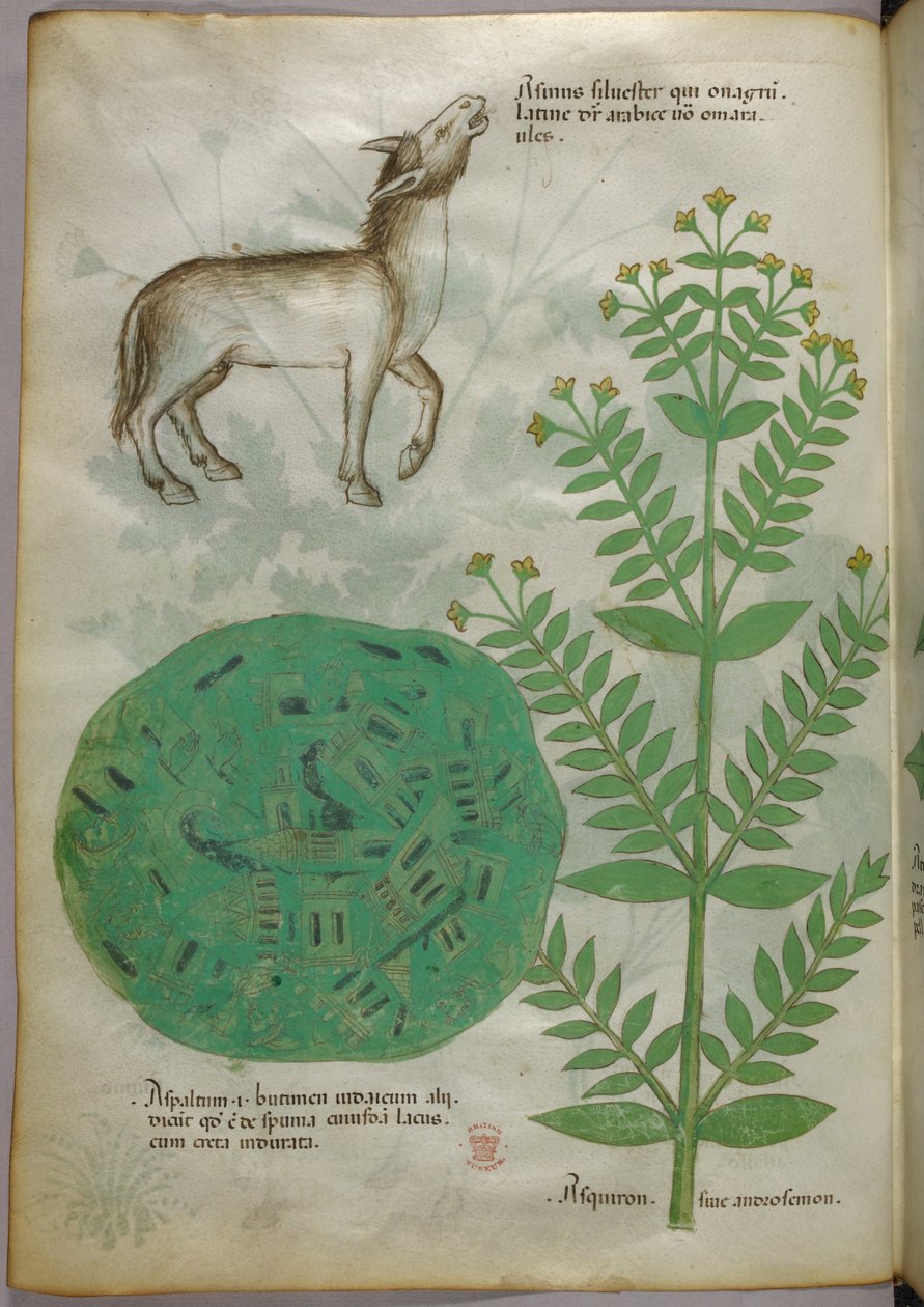 Illustrazione botanica di pianta con cavallo, 1440 circa (inchiostro e colore su pergamena) da Italian School