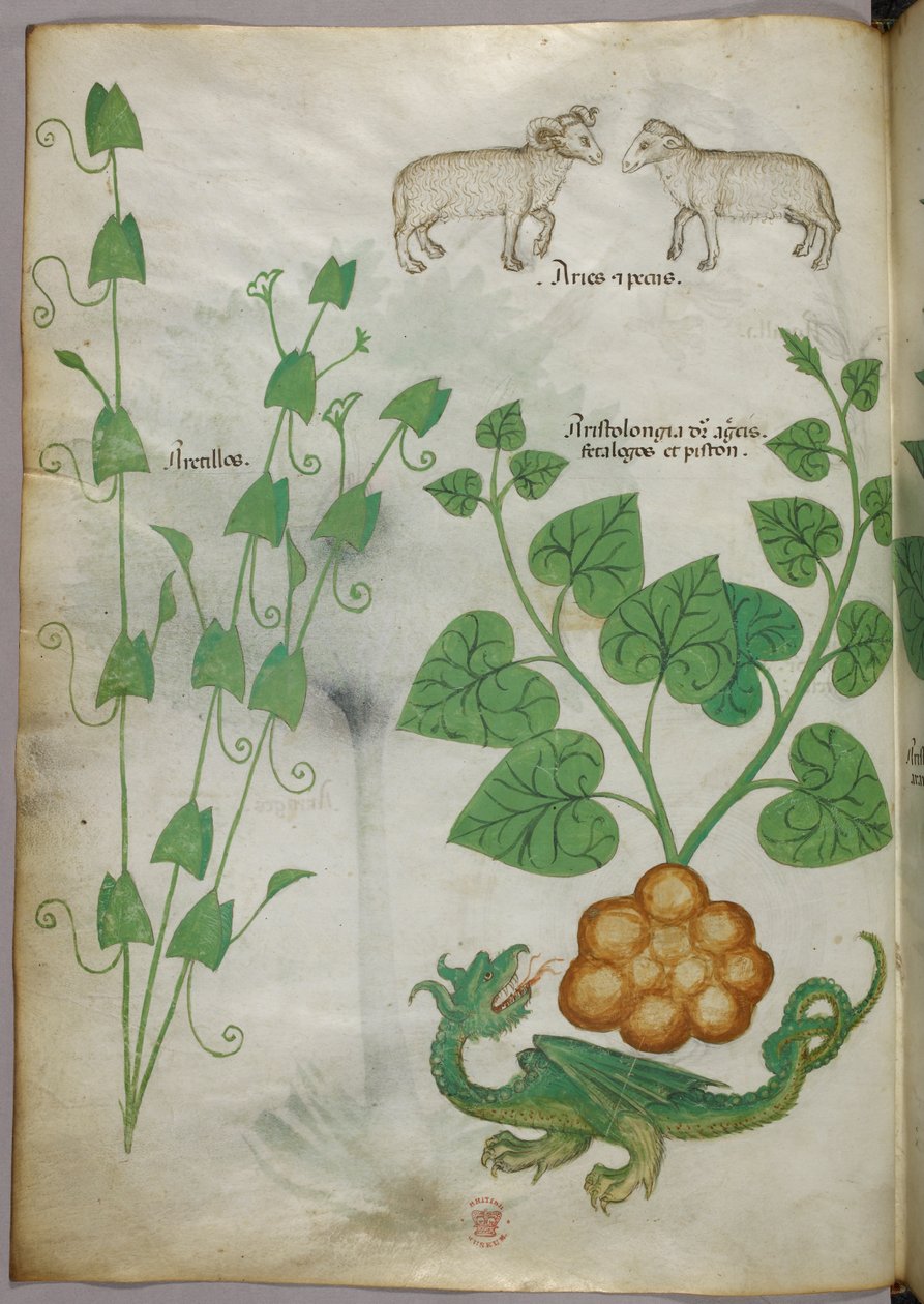 Illustrazione botanica di piante, un drago e pecore, 1440 circa (inchiostro e colore su pergamena) da Italian School