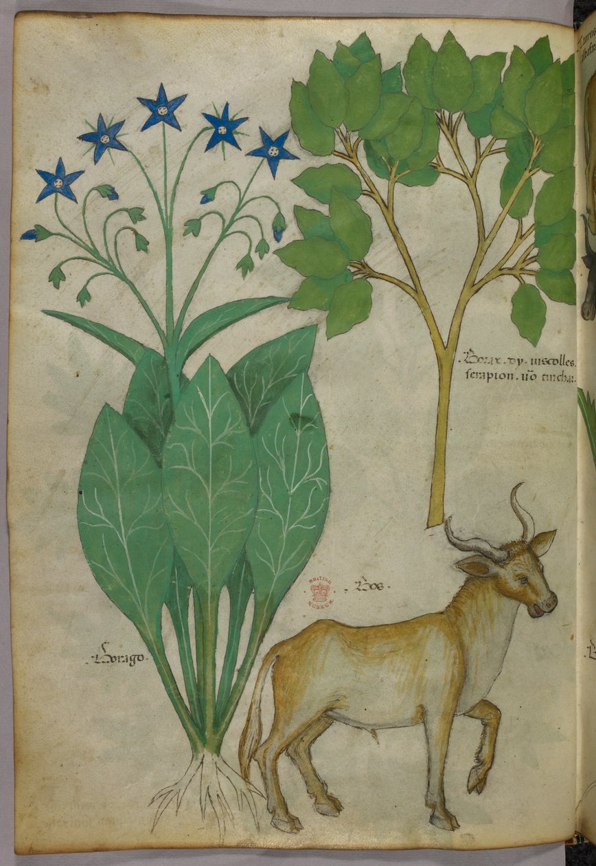Illustrazione botanica di piante e di un toro, 1440 circa (inchiostro e colore su pergamena) da Italian School