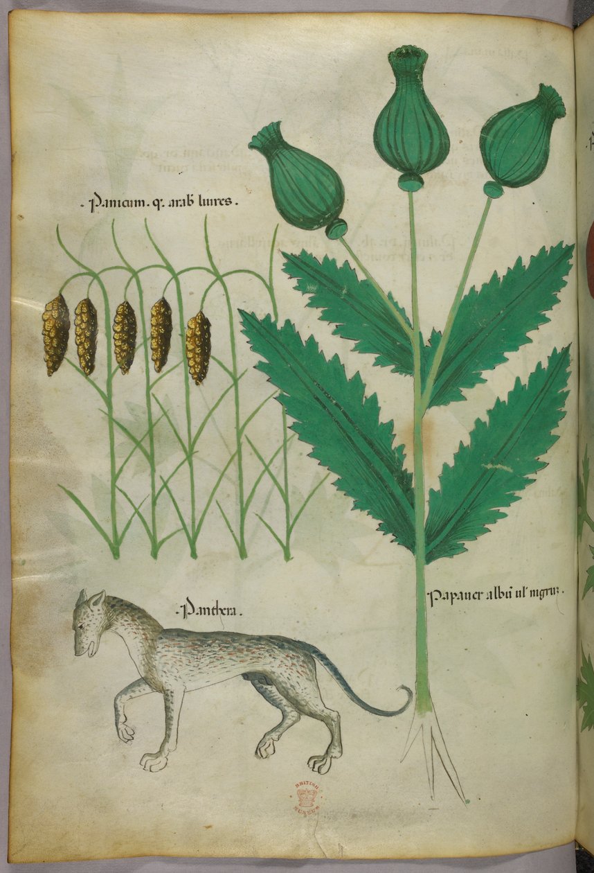 Illustrazione botanica di piante e di una pantera, 1440 circa (inchiostro e colore su pergamena) da Italian School
