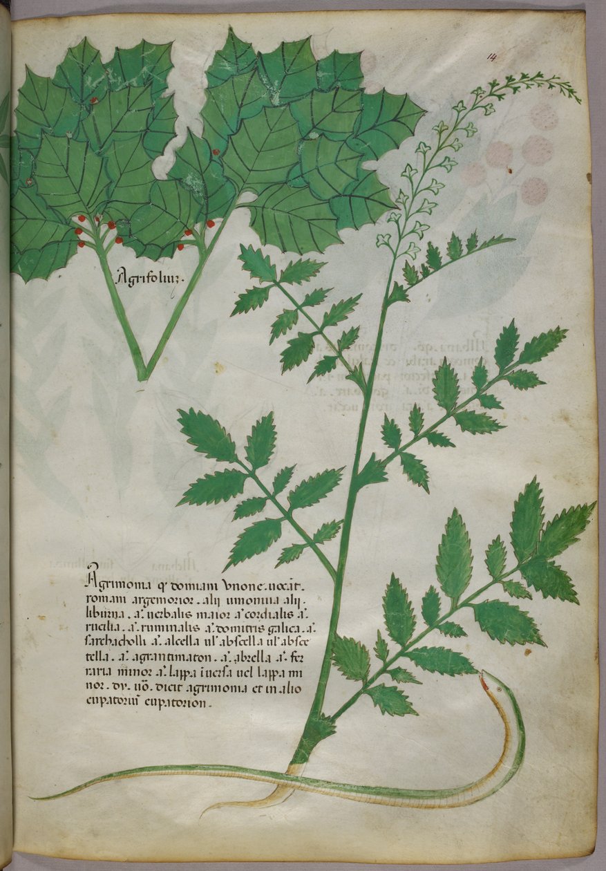 Illustrazione botanica di piante e di un serpente, 1440 circa (inchiostro e colore su pergamena) da Italian School