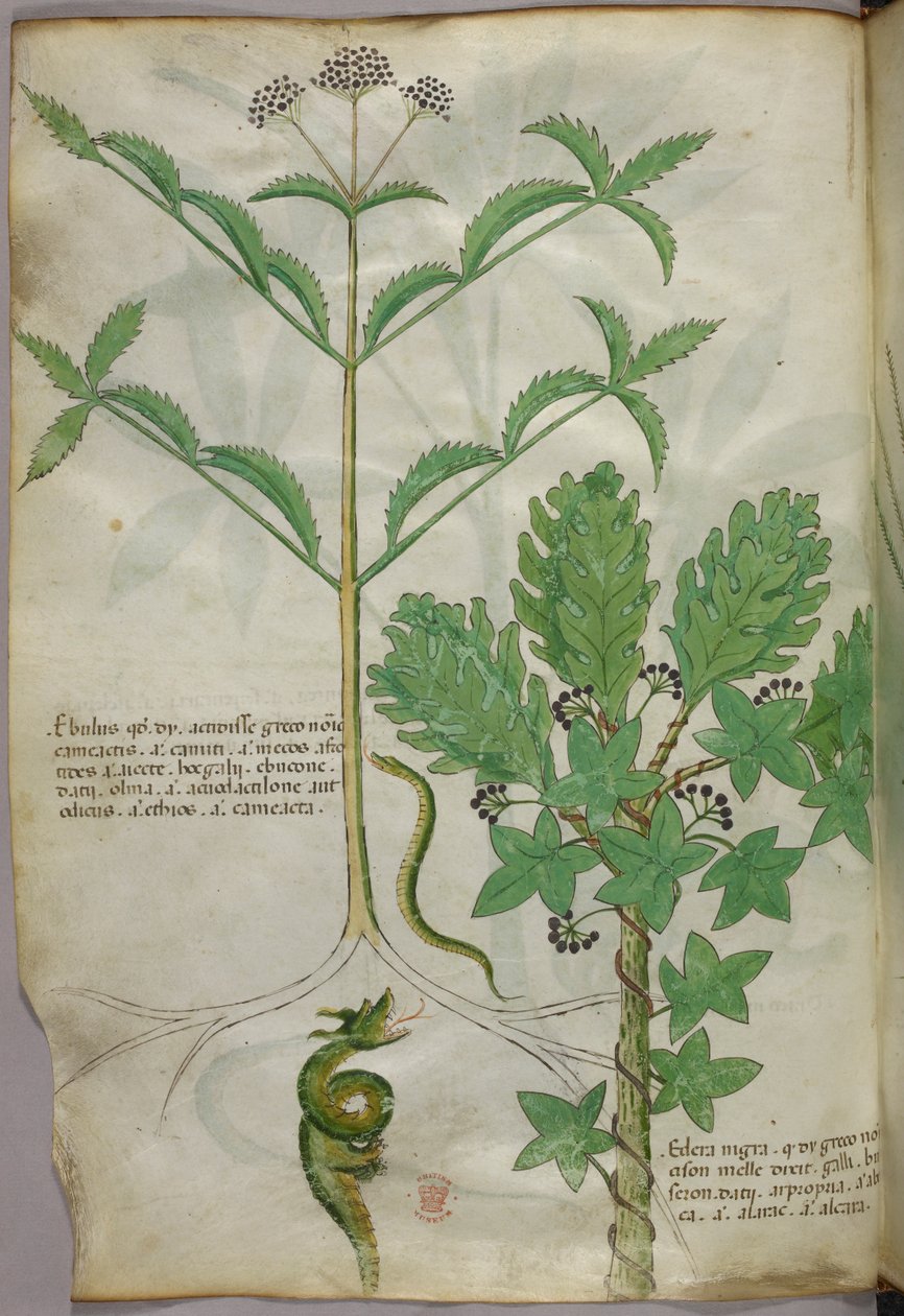 Illustrazione botanica di piante e di un serpente, 1440 circa (inchiostro e colore su pergamena) da Italian School