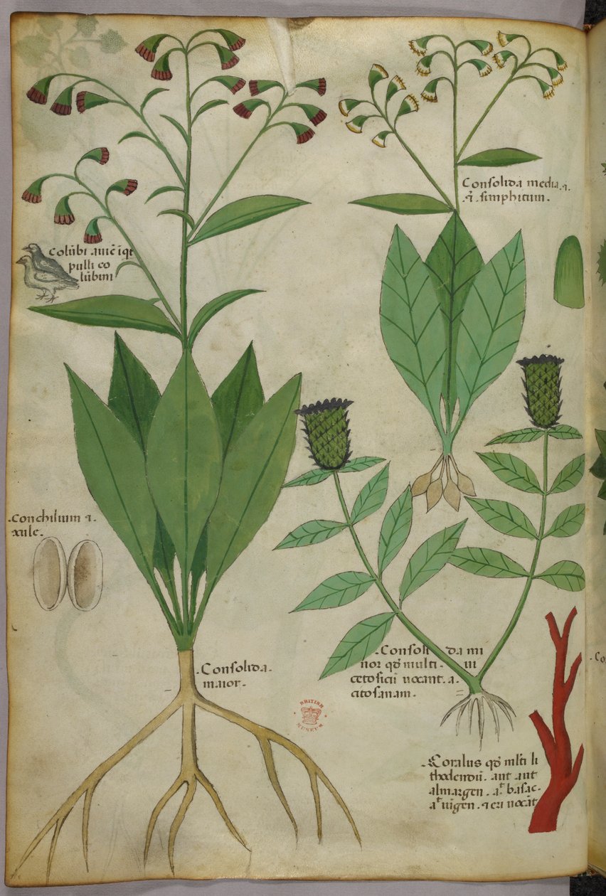 Illustrazione botanica di piante e coralli con un serpente e un cervo, 1440 circa (inchiostro e colore su pergamena) da Italian School
