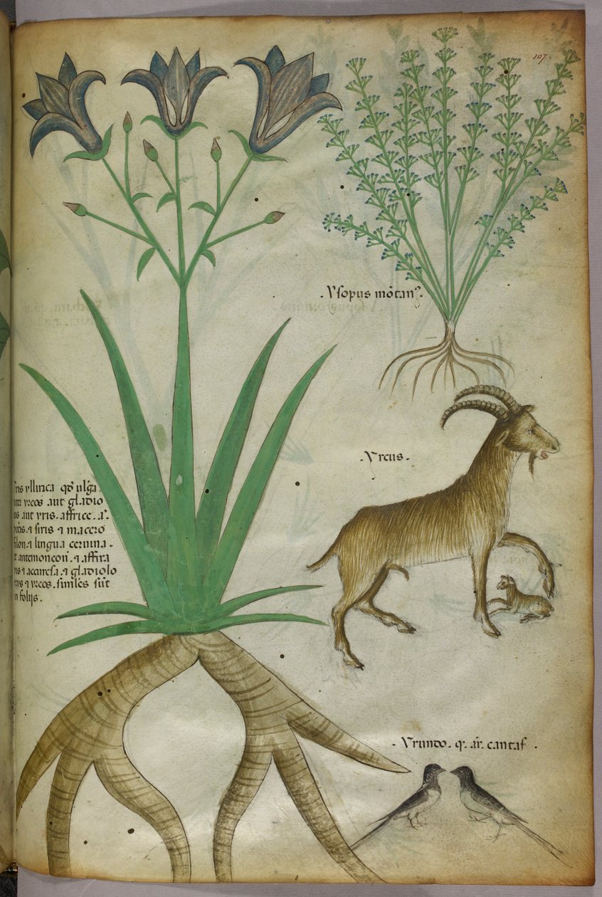Illustrazione botanica di piante, uccelli e capre, 1440 circa (inchiostro e colore su pergamena) da Italian School