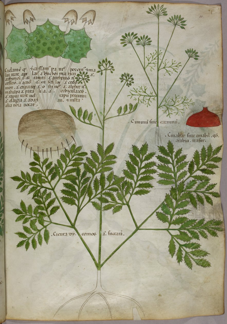 Illustrazione botanica di piante, 1440 circa (inchiostro e colore su pergamena) da Italian School