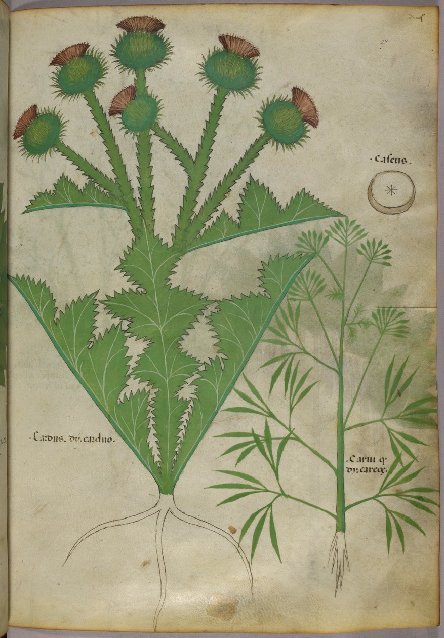 Illustrazione botanica di piante, 1440 circa (inchiostro e colore su pergamena) da Italian School